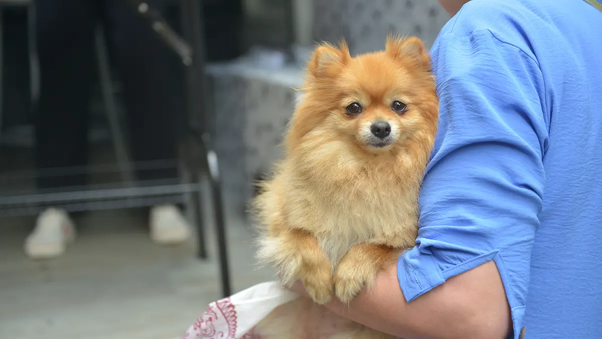 В московской ветклинике прокомментировали видеозапись с умершим шпицем