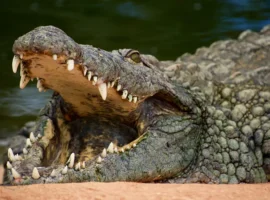 Трагические случаи с крокодилами на реке Замбези в Зимбабве и Уганде tragicheskie sluchai s krokodilami na reke zambezi v zimbabve i ugande-tstpp-ru-0