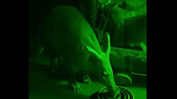 «Шедевр эволюции»: Московский зоопарк опубликовал кадры с трубкозубом Масаем