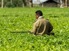 В Найнитале (Уттаракханд) Департамент лесного хозяйства усилил защиту от леопардов v najnitale uttarakhand departament lesnogo hozyajstva usilil zashhitu ot leopardov-tstpp-ru-0