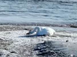 В поселке Тимофеевка лебедь с раненым крылом ждет помощи v poselke timofeevka lebed s ranenym krylom zhdet pomoshhi-tstpp-ru-0