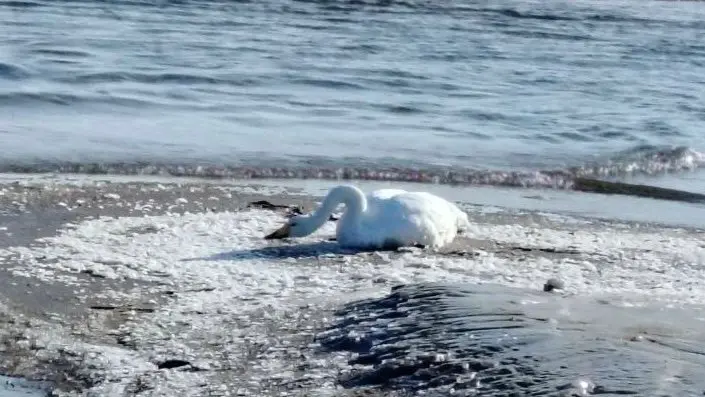 Лебедь ИА PrimaMedia