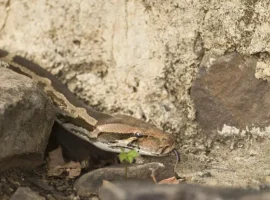 Залли спасли в Австралии после укуса тигровой змеи zalli spasli v avstralii posle ukusa tigrovoj zmei-tstpp-ru-0