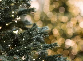 ekologichnaya utilizacziya novogodnih elok ot departamenta-tstpp-ru-0