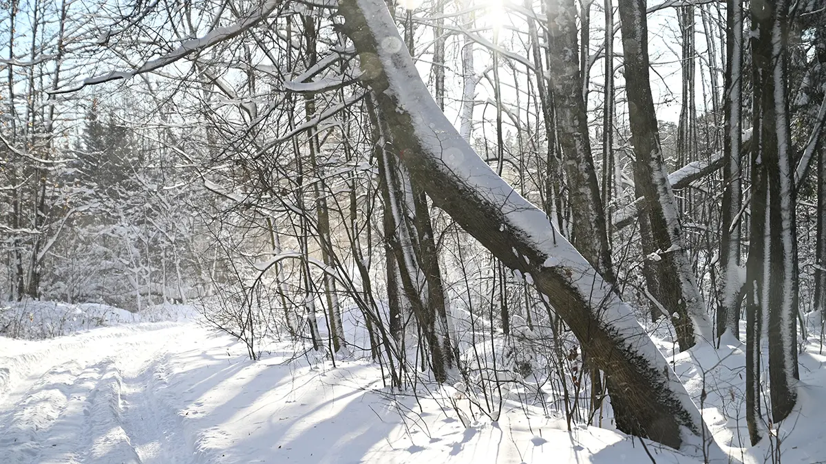 РБК: Минприроды РФ отказалось расширять проект «Чистый воздух» на всю страну