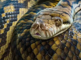 Необычные истории о питонах: встречи в Австралии и Таиланде neobychnye istorii o pitonah vstrechi v avstralii i tailande-tstpp-ru-0