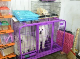 Полиция Владивостока, УМВД Приморья защищают животных policziya vladivostoka umvd primorya zashhishhayut zhivotnyh-tstpp-ru-0