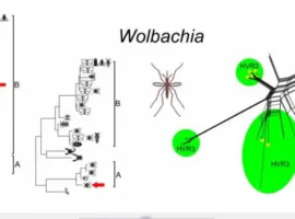 Российские биологи из БФУ, МГУ и Института Вавилова раскрыли секрет омолаживания вольбахии rossijskie biologi iz bfu mgu i instituta vavilova raskryli sekret omolazhivaniya volbahii-tstpp-ru-0
