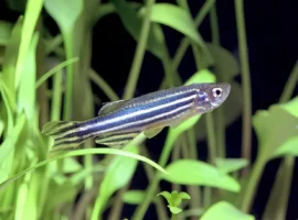 Рыбки данио-рерио помогут в диагностике СМА у новорожденных rybki daniorerio pomogut v diagnostike sma u novorozhdennyh-tstpp-ru-0