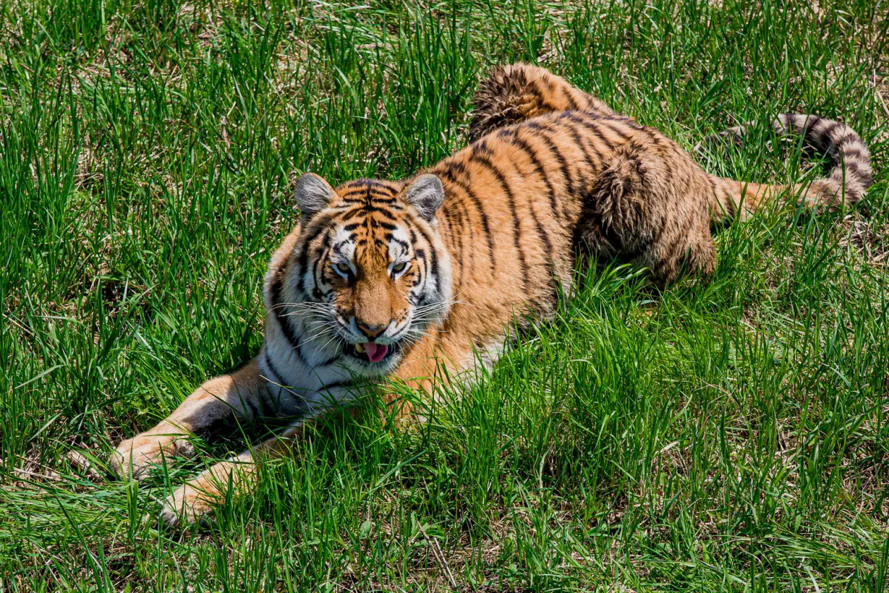 Тигр, тематическое фото Мария Смитюк, ИА PrimaMedia