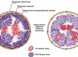 Сергей Ульянов и МГУ раскрыли тайны ядерной ламины sergej ulyanov i mgu raskryli tajny yadernoj laminy-tstpp-ru-0