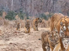 Тигрица и пятеро тигрят удивили ученых в Нацпарке Китая tigricza i pyatero tigryat udivili uchenyh v naczparke kitaya-tstpp-ru-0