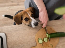 Ветеринар Михаил Шеляков делится советами по спасению питомцев от ожирения veterinar mihail shelyakov delitsya sovetami po spaseniyu pitomczev ot ozhireniya-tstpp-ru-0
