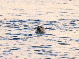Во Владивостоке и Приморье ожидается небольшое потепление vo vladivostoke i primore ozhidaetsya nebolshoe poteplenie-tstpp-ru-0