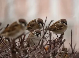 Департамент призывает москвичей помочь в переписи воробьев departament prizyvaet moskvichej pomoch v perepisi vorobev-tstpp-ru-0
