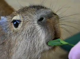 Капибары – рост популярности отметил Союз зоопарков России kapibary rost populyarnosti otmetil soyuz zooparkov rossii-tstpp-ru-0