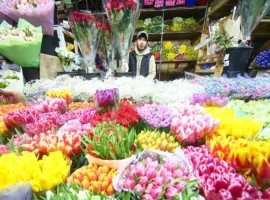 Марина Альховская назвала топ-3 стойких цветка для 8 Марта marina alhovskaya nazvala top3 stojkih czvetka dlya 8 marta-tstpp-ru-0