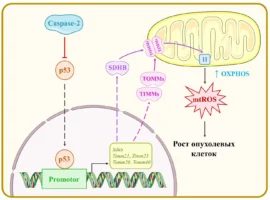 РНФ поддержал изучение роли каспазы-2 против рака кишечника rnf podderzhal izuchenie roli kaspazy2 protiv raka kishechnika-tstpp-ru-0