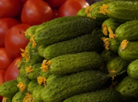 Россельхознадзор сообщает о росте импорта огурцов: лидирует Иран rosselhoznadzor soobshhaet o roste importa ogurczov lidiruet iran-tstpp-ru-0