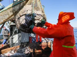Треска в Баренцевом море: климат меняется, есть надежда на восстановление treska v barenczevom more klimat menyaetsya est nadezhda na vosstanovlenie-tstpp-ru-0