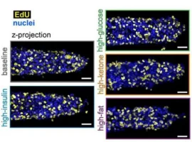 Celeste M. Nelson и Принстон: диета и рак молочной железы i prinston dieta i rak molochnoj zhelezy-tstpp-ru-0