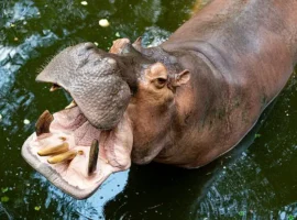 История Самики Редди и беременной бегемотихи в заповеднике Индии istoriya samiki reddi i beremennoj begemotihi v zapovednike indii-tstpp-ru-0