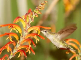 Колибри потребляют сладкий нектар и этанол, выяснили в Беркли kolibri potreblyayut sladkij nektar i etanol vyyasnili v berkli-tstpp-ru-0