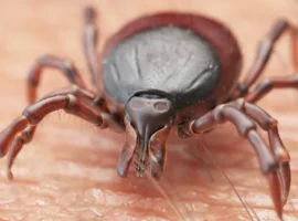 Михаил Лебедев и Роспотребнадзор о первой помощи при укусе клеща mihail lebedev i rospotrebnadzor o pervoj pomoshhi pri ukuse kleshha-tstpp-ru-0