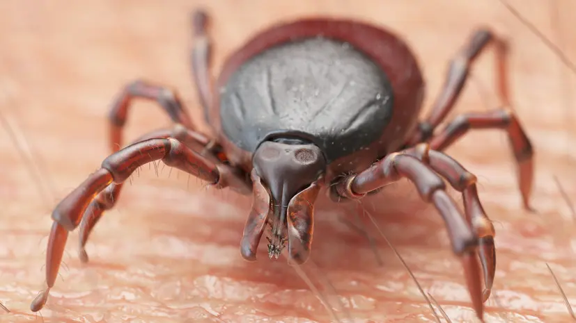 В Роспотребнадзоре рассказали о первой помощи при укусе клеща