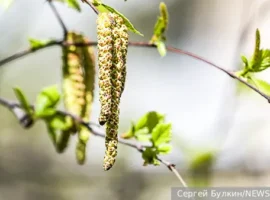 Ольга Жоголева расскажет, как пережить аллергию весной 2026 olga zhogoleva rasskazhet kak perezhit allergiyu vesnoj 2026-tstpp-ru-0
