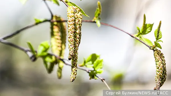 Врач рассказала об особенностях сезона аллергии в 2026 году