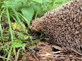 Раннее пробуждение ежей в Москве вероятно по данным ИПЭЭ РАН rannee probuzhdenie ezhej v moskve veroyatno po dannym ipee ran-tstpp-ru-0