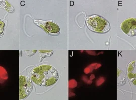 uspeshnyj molekulyarnyj vzlom hloroplastov   s 9-tstpp-ru-0