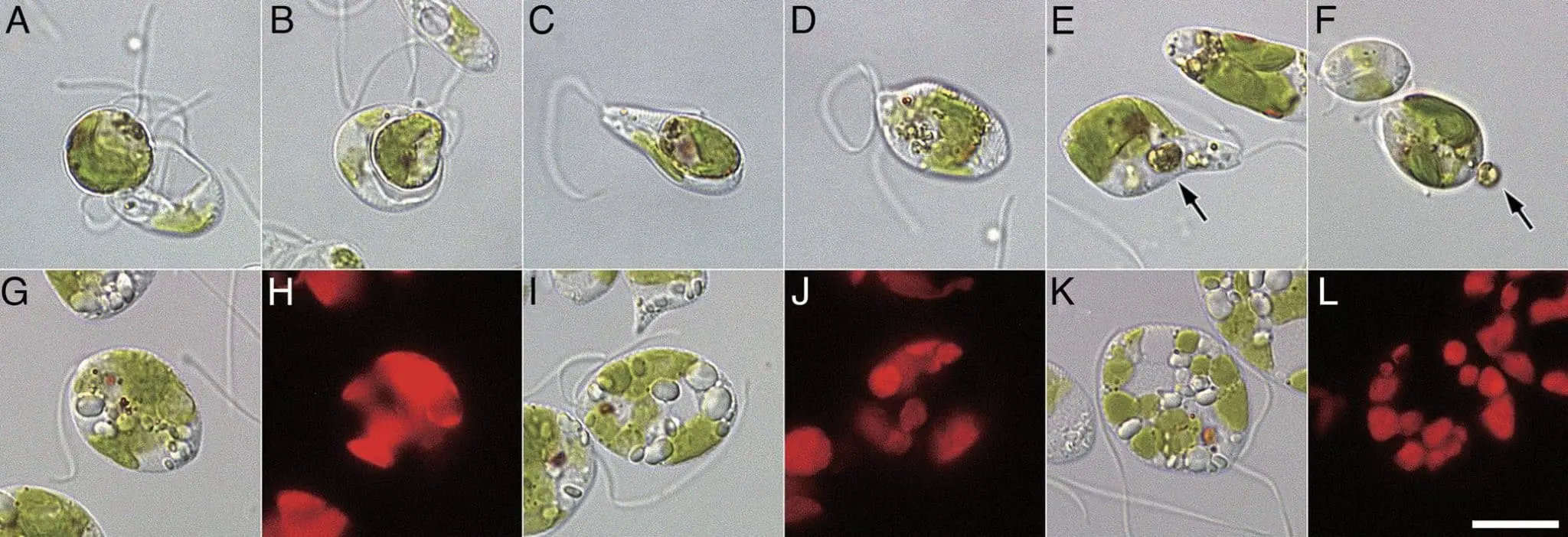Успешный молекулярный взлом хлоропластов Rapaza viridis с CRISPR/Cas9-0