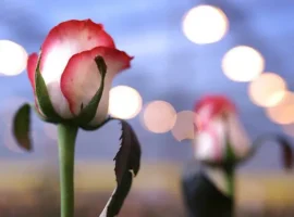 В Елизово мужчина подарил 40 роз незнакомке. Поступок у Половинки v elizovo muzhchina podaril 40 roz neznakomke postupok u polovinki-tstpp-ru-0