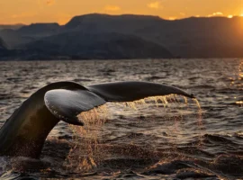 В Германии и Шотландии спасают китов благодаря уникальным операциям v germanii i shotlandii spasayut kitov blagodarya unikalnym operacziyam-tstpp-ru-0