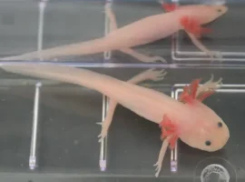 Джош Карри открыл роль CRISPR и FGF8 в регенерации аксолотля dzhosh karri otkryl rol i 8 v regeneraczii aksolotlya-tstpp-ru-0