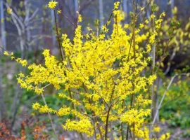 Форзиция расцвела в Аптекарском огороде МГУ и радует москвичей весной forzicziya rasczvela v aptekarskom ogorode mgu i raduet moskvichej vesnoj-tstpp-ru-0