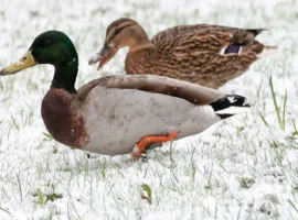 Холодная неделя в Москве по прогнозу Михаила Леуса и экспертов holodnaya nedelya v moskve po prognozu mihaila leusa i ekspertov-tstpp-ru-0