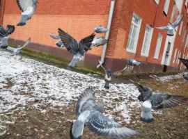kakie shtrafy grozyat za kormlenie golubej i ushherb ohotnichim resursam-tstpp-ru-0