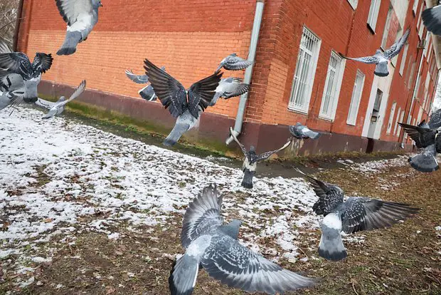 Вводная картинка