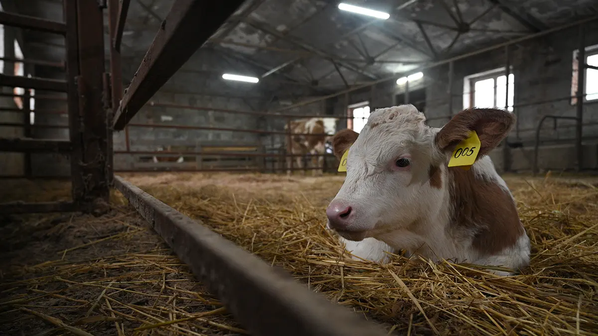 Shot: Россияне в возрасте от 20 до 27 лет бросают работу в офисе ради фермерства