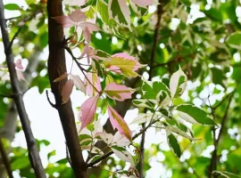 Рослесхоз и Евгений Шварц контролируют ясенелистный клен в лесах rosleshoz i evgenij shvarcz kontroliruyut yasenelistnyj klen v lesah-tstpp-ru-0