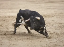 Судьба матадора Испании Рикардо Ортиза и традиции корриды в Малаге sudba matadora ispanii rikardo ortiza i tradiczii korridy v malage-tstpp-ru-0