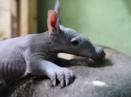 Зоопарк Лимпопо в Нижнем Новгороде радует рождением трубкозуба zoopark limpopo v nizhnem novgorode raduet rozhdeniem trubkozuba-tstpp-ru-0