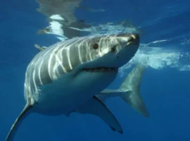 Healthy Seas Foundation: дайверы запечатлели белую акулу у Туниса dajvery zapechatleli beluyu akulu u tunisa-tstpp-ru-0
