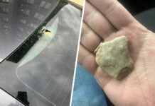 Загадочное поведение ворон в Подмосковье: причины и последствия 730c4c03-b8e2-4a13-8c4b-be8f9f4dc851-67695db3