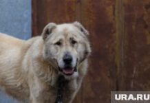 Решение суда в Курганской области: переселение алабая для мирного соседства Командно-штабная тренировка по ликвидации ЧС. Супряк