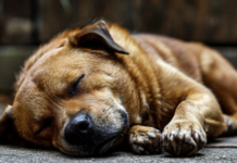 Как распознать инсульт у домашних питомцев: важные признаки для владельцев af692d13-19b6-430c-bfda-555fcf0ff9f7-67741cd4