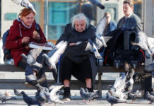 История пожилой немки, отстоявшей право на квартиру из-за любви к птицам Elderly women feed pigeons at a bus stop in Moscow